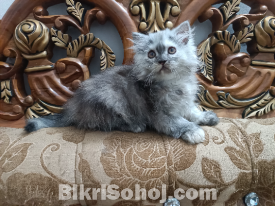 Persian cat
